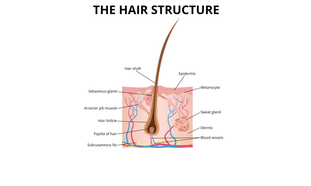 blog.articles.hairScience.title